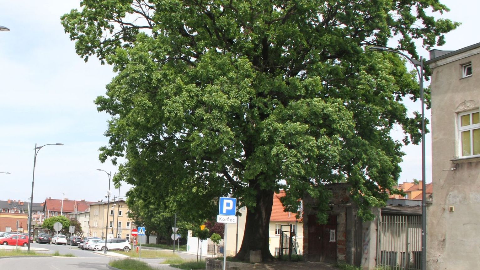 Nowy pomnik przyrody Ryszard znajduje się przy ul Kolejowej