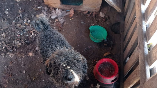 Tczew: Policjanci uratowali psa, który przebywał w skrajnie trudnych warunkach