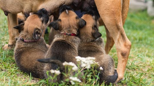 24 psy odebrane z koszmarnych warunków