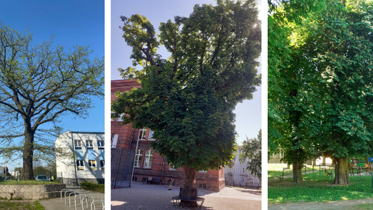 Adam, Józef i Piotr, czyli nowe tczewskie pomniki przyrody