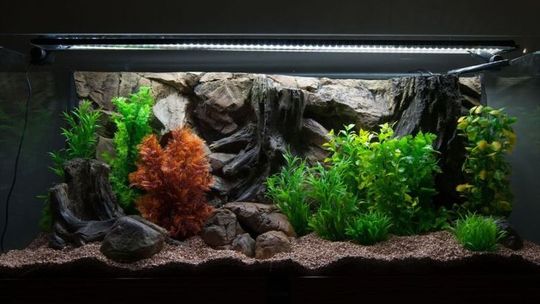 Akwarium dla początkujących