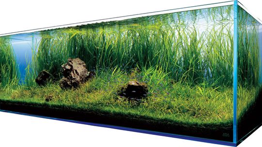 Akwarium w Twoim domu to spokoj i harmonia