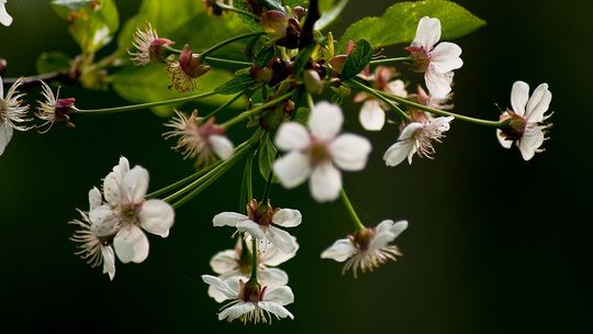Alergia, a koronawirus. Jak rozróżnić objawy?