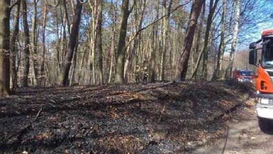 Apele sobie, ludzie sobie. Pożary traw są niebezpieczne dla ekosystemu