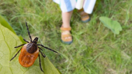 Borelioza. W tych województwach jest najwięcej zakażonych kleszczy