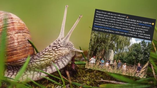 Budowa wstrzymana. Trzeba było ewakuować...400 ślimaków