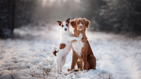 Chcą, żeby opłaty za psy były obowiązkowe. Pomoże w tym czipowanie