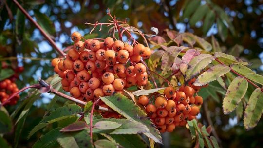 Co można zrobić z jarzębiny w kuchni? Ostatni dzwonek na zbiory