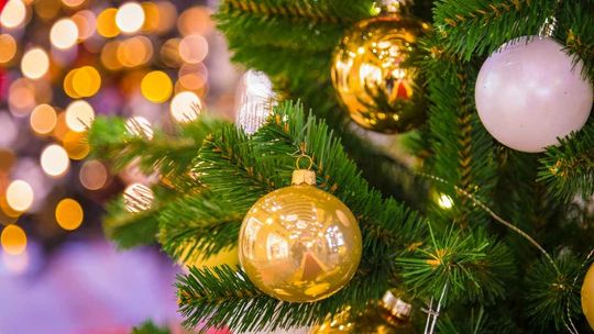 Co zrobić z choinką, kiedy skończy się Boże Narodzenie? Wskazówki Lasów Państwowych 