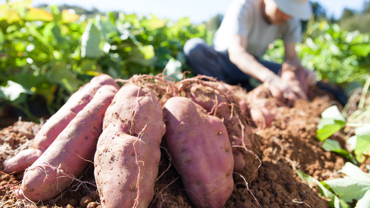 Dlaczego rolnicy wstrzymują wykopki ziemniaków? Kryzys na rynku zmusza ich do drastycznych decyzji i wyrzucania plonów.