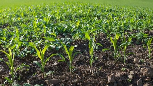 Czy fosfor jest ważny w uprawie roślin?