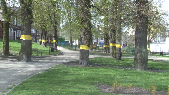 Do czego służą żółte opaski wokół pni drzew?