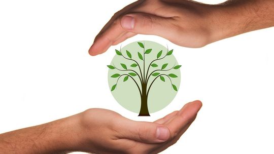 "Drzewa dla Tczewa" - niedzielna gra miejska