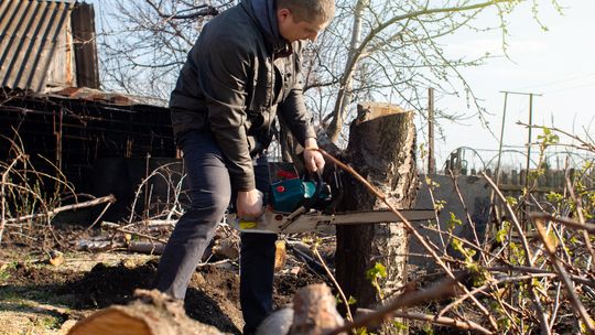 Dzika wycinka drzewa może nam zrujnować kieszeń. Taniej jest nie obchodzić prawa