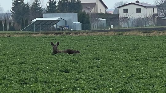 Ranny łoś na polu czeka na pomoc [AKTUALIZACJA]