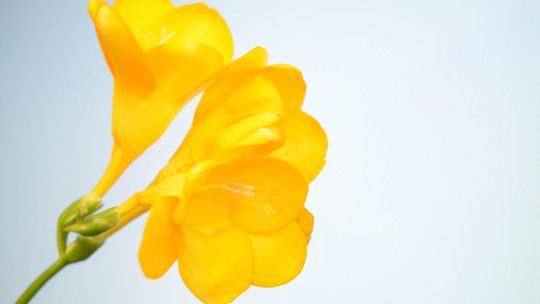 Frezje – wyjątkowe rośliny dla doświadczonych ogrodników