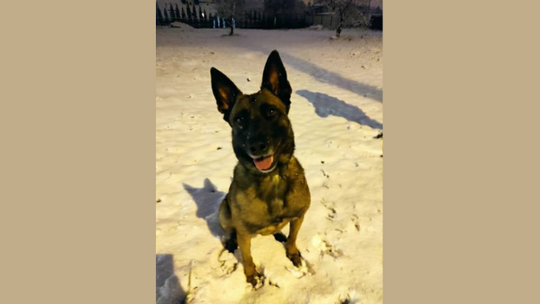 Gdańsk: Trwają poszukiwania Zary, psa policyjnego