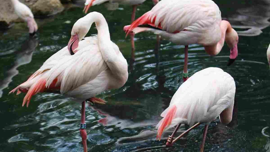 Gdański ogród zoologiczny w Oliwie – ceny biletów, godziny otwarcia, atrakcje