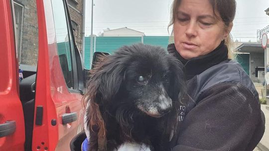 Gniew: Starszy pies wyrzucony przy drodze w plastikowym worku