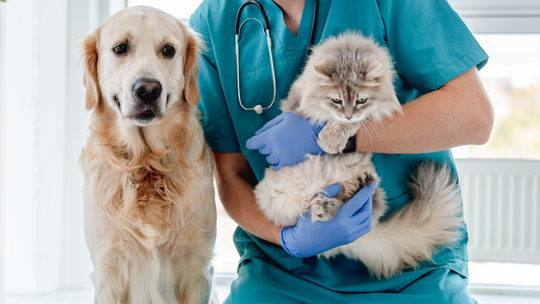 Ile wydajemy na psy i koty? To zleży od ich rasy i wielkości