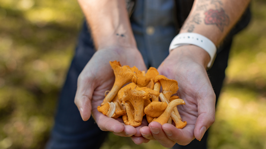 Jak majówka, to w lesie na grzybach. O tym trzeba pamiętać