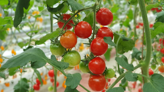 Jak mieć pomidory miesiąc wcześniej? Oto proste rozwiązanie