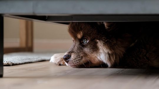 Jak zmniejszyć stres u swojego zwierzęcia domowego w sylwestra? [ROZMOWA]