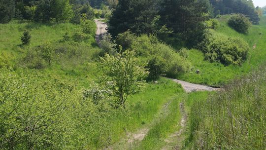 Jakie będą dalsze losy Lasu Tczewskiego? Mieszkańcy nie zgadzają się z pomysłem Urzędu Miejskiego [AKTUALIZACJA]