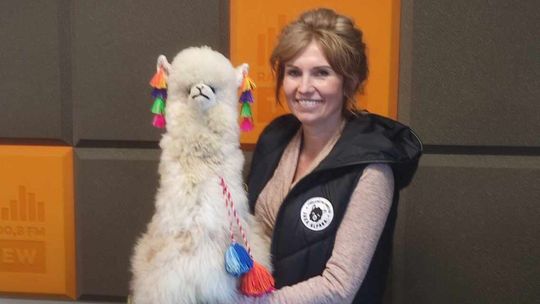 Alpaka – więcej niż tylko puszyste futerko