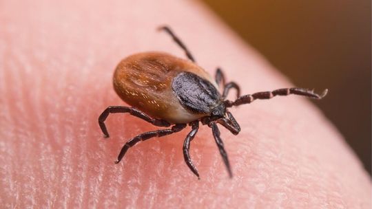 Kleszczowe zapalenie mózgu nie odpuszcza. Trzeba się szczepić