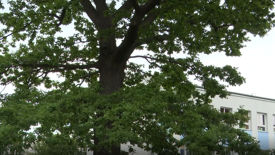Kolejne pomniki przyrody w Tczewie. Zostały oznakowane specjalnymi tabliczkami