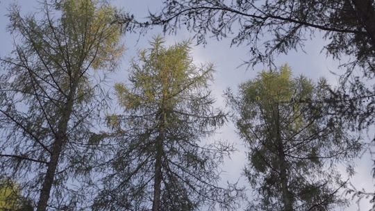 Kolor znaków w lesie nie świadczy o trudności trasy. Sprawdź ich znaczenie