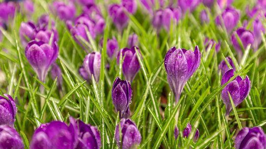 Krokusy ozdobą wiosennego ogrodu