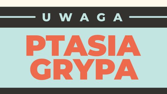 Łabędź z ptasią grypą znaleziony w Czatkowach