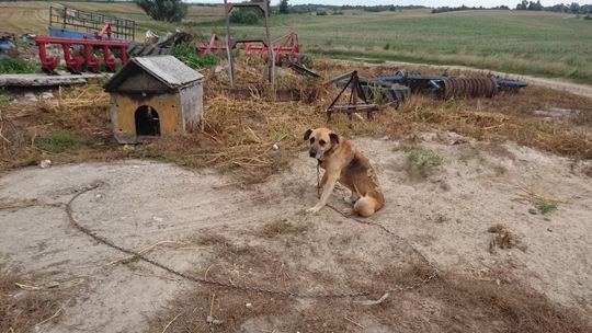 Łańcuch wrośnięty w szyję i brak wody - kolejny akt bestialstwa wobec psa [UWAGA! DRASTYCZNE ZDJĘCIA]