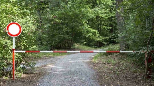 Lasy Państwowe skupują ziemię. Twoją też mogą