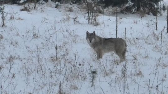 Leśnicy uspokajają - wilki nie są zagrożeniem