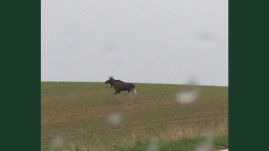 Łoś w naszym powiecie? Słuchacze sygnalizują o migracjach zwierząt