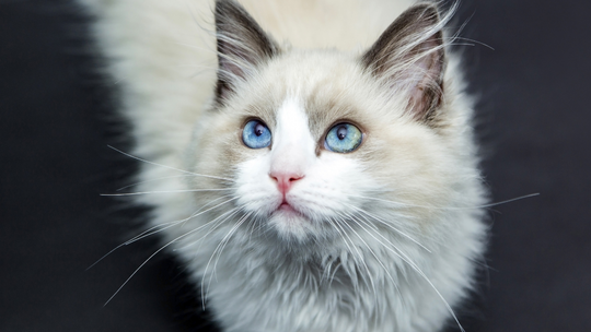 Międzynarodowa Wystawa Kotów Rasowych w Tczewie już w najbliższy weekend