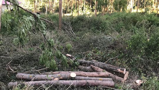 Mieszkańcy alarmują: Las w Rokitkach coraz rzadszy