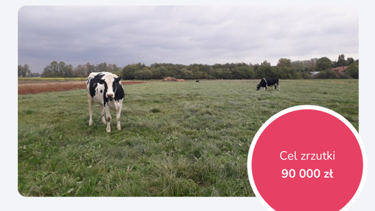 Mieszkańcy Mokrego Dworu potrzebują pomocy - stracili stado krów, swoje jedyne źródło utrzymania