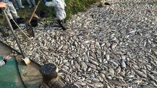 Milion nagrody za Odrę. Państwo musi wypłacić te pieniądze