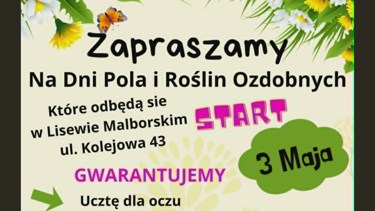 Morze tulipanów i narcyzów w Lisewie Malborskim. Nadchodzi wyjątkowy Dzień Pola