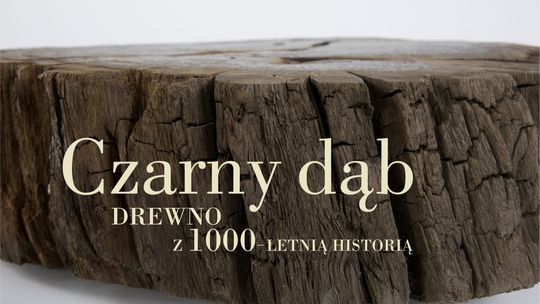 Muzeum Wisły: Niezwykłe drewno z ponad 1000-letnią historią zobaczymy w Tczewie