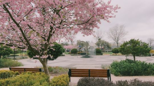 Najpiękniejsze zdjęcia Tczewa trafią do kalendarza
