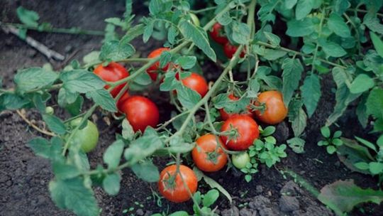 Najwyższej jakości rozsada warzyw - Sadzonki Online