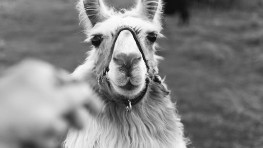 Naturalna kołdra z alpaki – idealna dla alergików