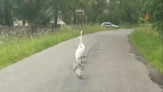 Nietypowa interwencja policjantów. Eskortowali… stado łabędzi