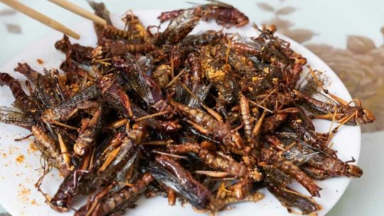 Owady w menu? Jest zgoda na ich serwowanie