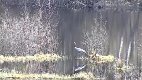 Podglądaj żurawie gniazdo nie wychodząc z domu [wideo on-line]